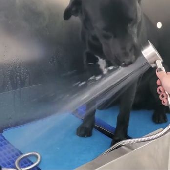 Shiny Paws & Claws - Oreo was playing with water - Pet Groomers Near Me - Fontana, California Shiny Paws & Claws - Oreo was playing with water - Pet Groomers Near Me - Fontana, California