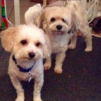 With Love From Head to Tail - Both dogs - Pet Groomers Near Me - Elmhurst, Illinois With Love From Head to Tail - Both dogs - Pet Groomers Near Me - Elmhurst, Illinois