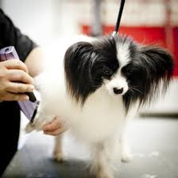 Pampered Pets Pro Grooming - Pet Sitting Near Me - Pocatello, Idaho Pampered Pets Pro Grooming - Pet Sitting Near Me - Pocatello, Idaho