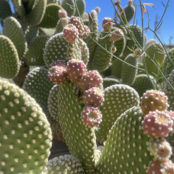 Cool Springs Station - Cactus outside of Cool Springs Station - Local Flavor Near Me - Golden Valley, Arizona