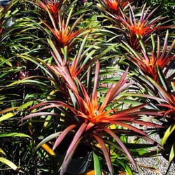 Sunshine Bromeliads - ...amazing selection of bromeliads