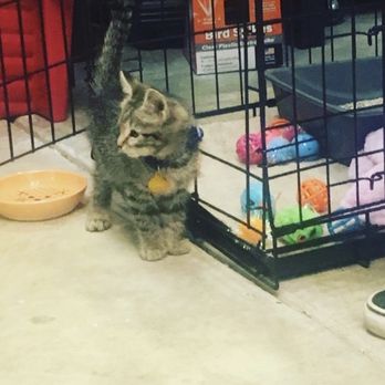 All Care Pet Clinic - Baby Cali - Veterinarians Near Me - Palmdale, California All Care Pet Clinic - Baby Cali - Veterinarians Near Me - Palmdale, California