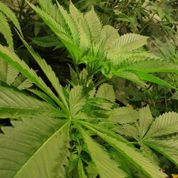 King Green Industries - Blackberry Garlic Breath reaching happily for the lights