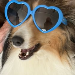 Pups Paradise - Trying out new accessories for his therapy work