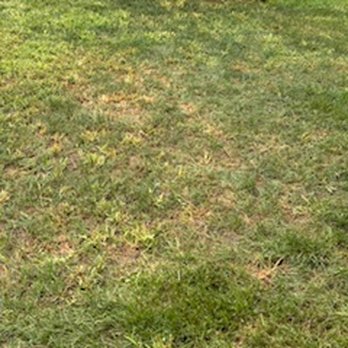 Hofherr's Landscaping - weeds over taking any grass - Landscape Architects or Designers Near Me Hofherr's Landscaping - weeds over taking any grass - Landscape Architects or Designers Near Me