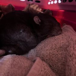 Greenwood Park Animal Hospital - My rat knuckles that they helped in his last moments.