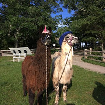 Divine Llama Vineyard - Wineries Near Me - East Bend, North Carolina