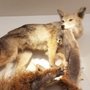 Photo of Humboldt State Natural History Museum