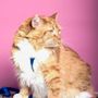 Photo of Good Sniff Spaw