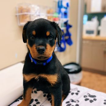 Hayward Veterinary Hospital - Coltrane! - Veterinarians Near Me - Hayward, California Hayward Veterinary Hospital - Coltrane! - Veterinarians Near Me - Hayward, California