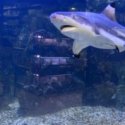 Big Al's - Shark Tank