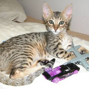 Wyldthingz - Wyldthingz Anne Boleynn - Pet Breeders Near Me Wyldthingz - Wyldthingz Anne Boleynn - Pet Breeders Near Me