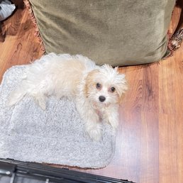 I recommend Puppy Guyz! Alan is very  knowledgeable. Love my Cavapoo.