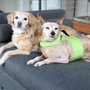 Photo of The Village Vets Buckhead