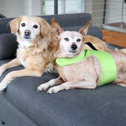 The Village Vets Buckhead - My cuties - very well taken care of at Village Vets