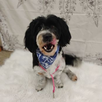 Groomer Has It - Pet Groomers Near Me - Oshkosh, Wisconsin Groomer Has It - Pet Groomers Near Me - Oshkosh, Wisconsin