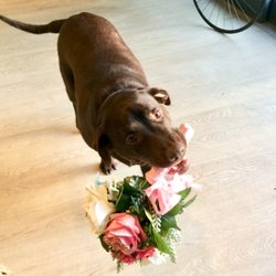 Rosie in the Garden - Bailey being a bride :D