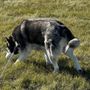 Photo of Pooch And Boots