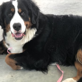 Tranche - Dog friendly patio space!! - Wineries Near Me - Walla Walla, Washington