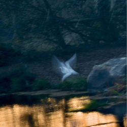 Del Rio Woods - An evening of beauty on the lake as an Egret took flight before it became too dark.