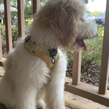 Piper And Leaf Tea - Val the Doggy - Coffee & Tea Near Me - Laceys Spring, Alabama