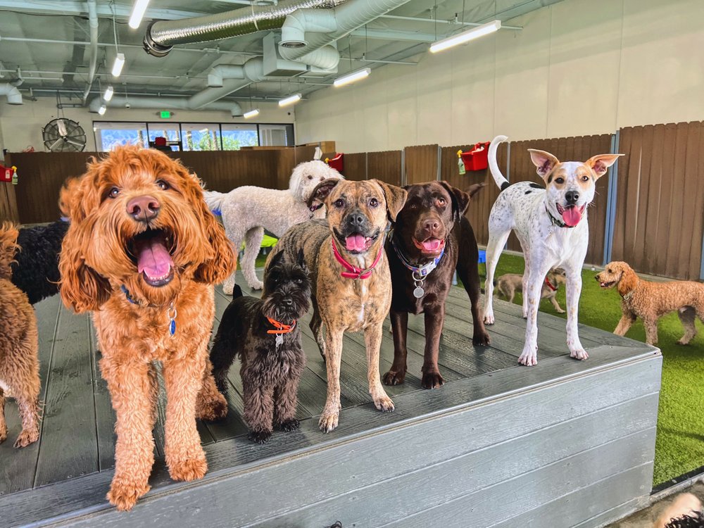 THE VILLAGE PUP 32 Photos & 16 Reviews Pet Groomers 42620