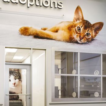 PetSmart - Adoptions - Pet Groomers Near Me - Mattoon, Illinois PetSmart - Adoptions - Pet Groomers Near Me - Mattoon, Illinois