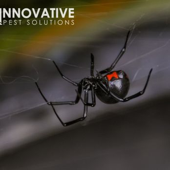 Innovative Pest Solutions - Black Widow.  One of the few poisonous spiders found in the NC area.  Watch out for these. - Pest Control Near Me - Raleigh, North Carolina