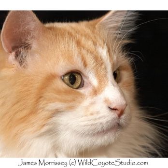 Westside Veterinary Center - Four Legged James, one of 54 Maine Coons pulled out of a bad situation that we got to to take care of four 6 years - Veterinarians Near Me - New York, New York Westside Veterinary Center - Four Legged James, one of 54 Maine Coons pulled out of a bad situation that we got to to take care of four 6 years - Veterinarians Near Me - New York, New York
