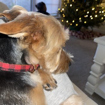 Bark Lodge - Pet Sitting Near Me - Kernersville, North Carolina Bark Lodge - Pet Sitting Near Me - Kernersville, North Carolina