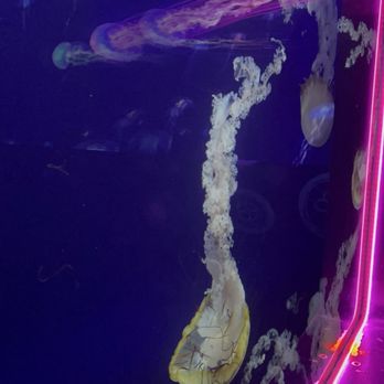 Sealife - Aquariums Near Me - London, XGL