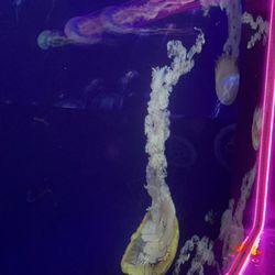 Sealife