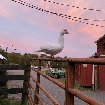 Flint Hill Farm AG - Duck in sunrise - CSA Near Me - Coopersburg, Pennsylvania Flint Hill Farm AG - Duck in sunrise - CSA Near Me - Coopersburg, Pennsylvania