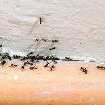 Merrill Pest Solutions - Ants - Pest Control Near Me Merrill Pest Solutions - Ants - Pest Control Near Me