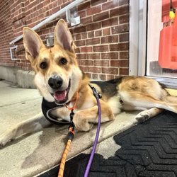 A Home of Their Own Animal Rescue - Awwwww look at sweet Samosa!