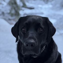 Duke Dog Coaching
