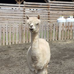 Animal Adventure Park