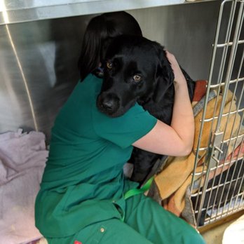 Ashlea Veterinary Centre - Veterinarians Near Me - Carlisle, CMA Ashlea Veterinary Centre - Veterinarians Near Me - Carlisle, CMA