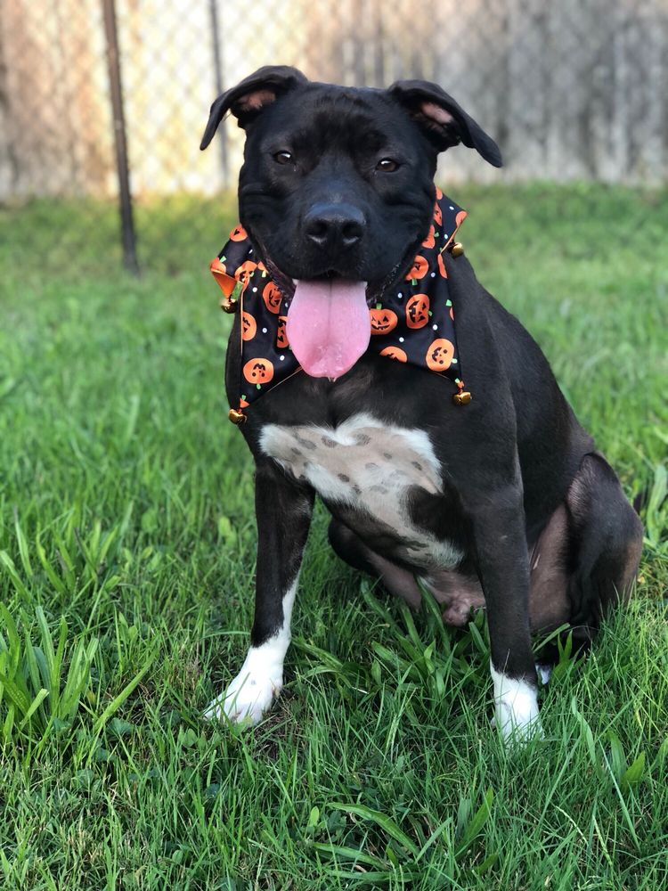 DELMYRA KENNELS Updated June 2024 16 Reviews 191 Ten Rod Rd