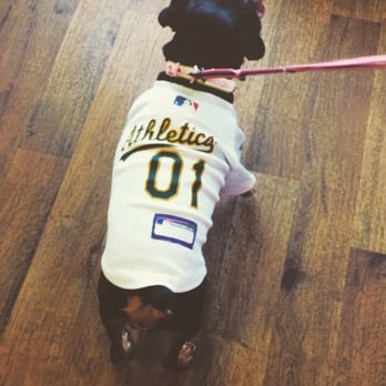 Featherer Pet Grooming - Rewarded with an A's jersey for being a good girl after her grooming. - Pet Stores Near Me - Benicia, California Featherer Pet Grooming - Rewarded with an A's jersey for being a good girl after her grooming. - Pet Stores Near Me - Benicia, California