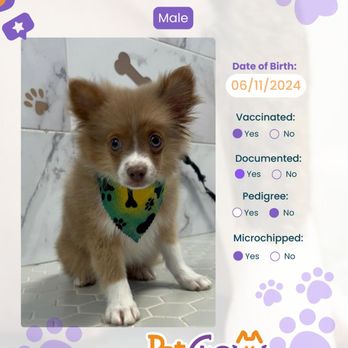 Pet Crew - Whatever dog breed you want, we can get it for you! - Pet Stores Near Me - Newark, New Jersey
