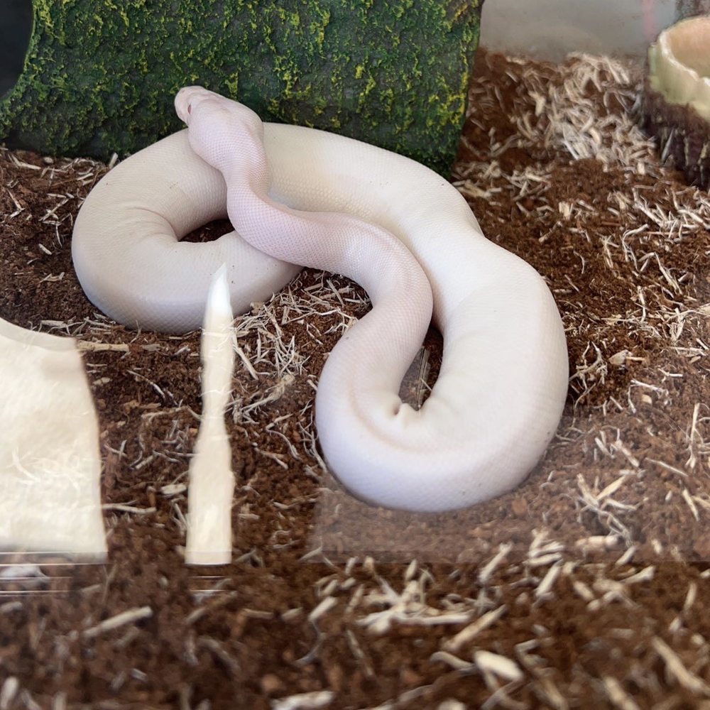 Beast Pets & Supplies - Reptile Shops Near Me - Spring Valley, California Beast Pets & Supplies - Reptile Shops Near Me - Spring Valley, California
