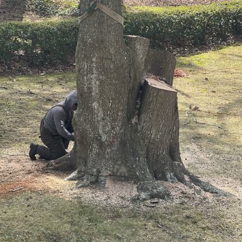 Bobcat Tree Service - The bottom of the tree - Tree Services Near Me - Virginia Beach, Virginia Bobcat Tree Service - The bottom of the tree - Tree Services Near Me - Virginia Beach, Virginia