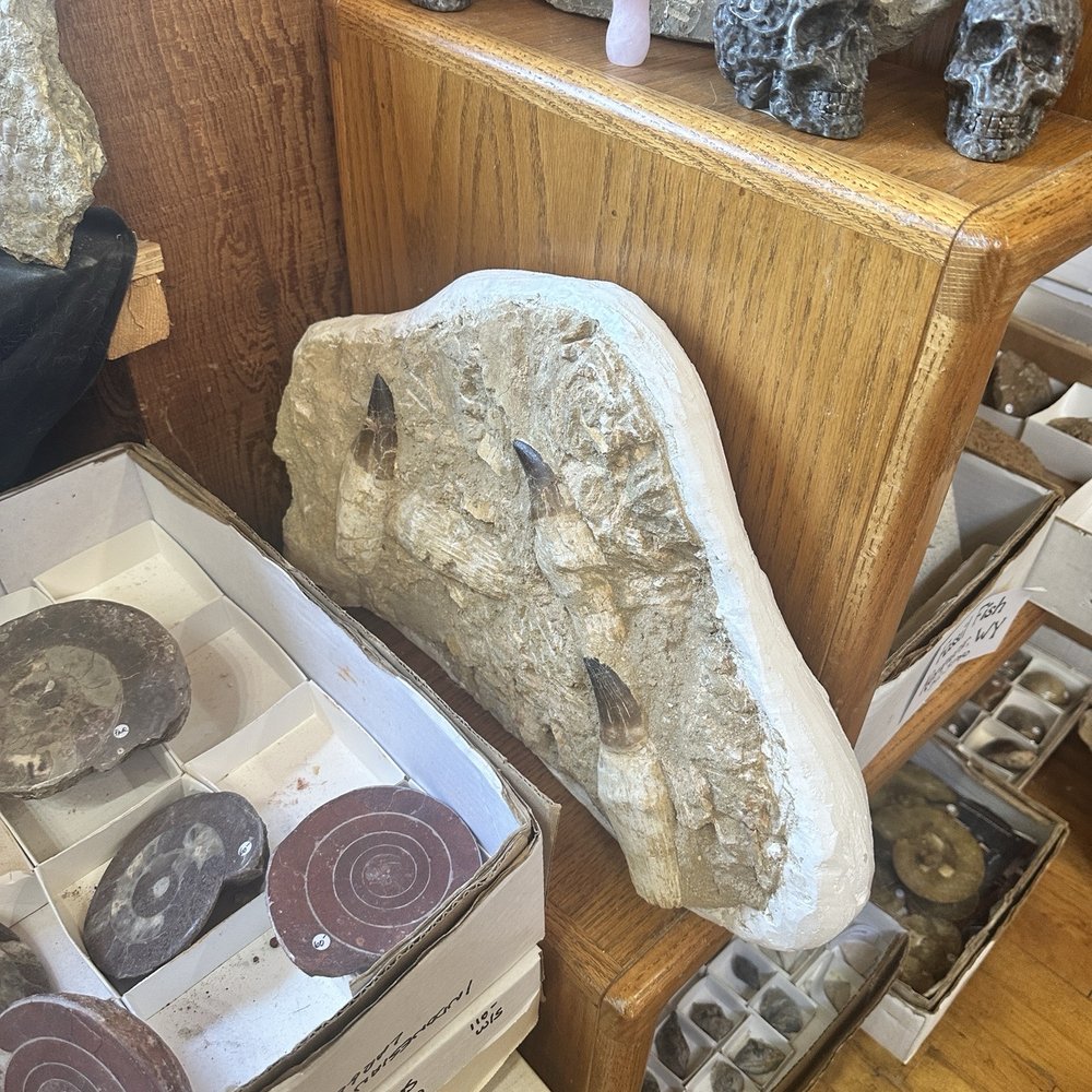 Styx, Stones, n' Bones - Hobby Shops Near Me - Yachats, Oregon Styx, Stones, n' Bones - Hobby Shops Near Me - Yachats, Oregon