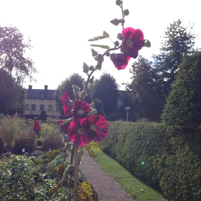 Linnaeus garden by null