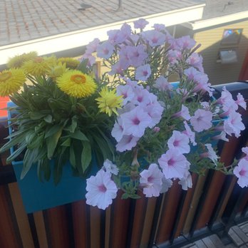 Gardeninggaga! - Spruced up balcony container garden - Landscaping Near Me - Seattle, Washington Gardeninggaga! - Spruced up balcony container garden - Landscaping Near Me - Seattle, Washington