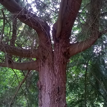 Wizard Tree Service - Splitting Tree. - Tree Services Near Me - Kenmore, Washington