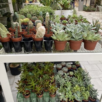 The Garden Shoppe - Mini cactus and succulents - Nurseries & Gardening Near Me - West Palm Beach, Florida The Garden Shoppe - Mini cactus and succulents - Nurseries & Gardening Near Me - West Palm Beach, Florida