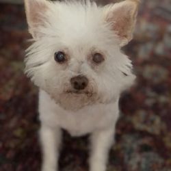 Bark & Beyond Pet Salon - Dog grooming