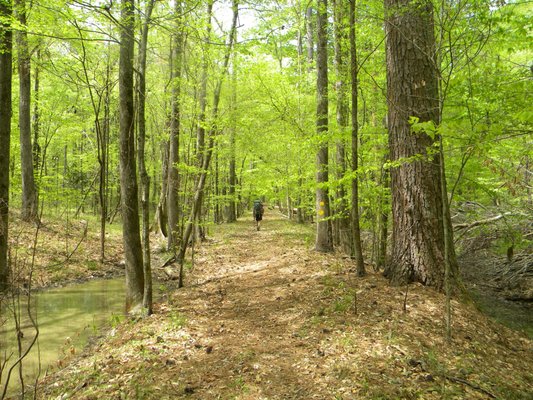 Wild Azalea Trailhead by null